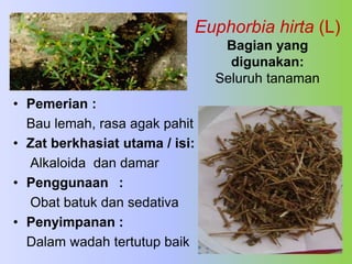 Euphorbia hirta (L)
Bagian yang
digunakan:
Seluruh tanaman
• Pemerian :
Bau lemah, rasa agak pahit
• Zat berkhasiat utama / isi:
Alkaloida dan damar
• Penggunaan :
Obat batuk dan sedativa
• Penyimpanan :
Dalam wadah tertutup baik
 