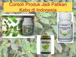 Contoh Produk Jadi Patikan
Kebo di Indonesia
 