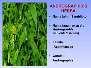 ANDROGRAPHIDIS
HERBA
• Nama lain: Sambiloto
• Nama tanaman asal :
Andrographis
paniculata (Nees)
• Familia :
Acanthaceae
• Genus :
Andrographis
 