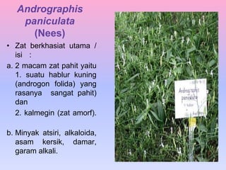 Andrographis
paniculata
(Nees)
• Zat berkhasiat utama /
isi :
a. 2 macam zat pahit yaitu
1. suatu hablur kuning
(androgon folida) yang
rasanya sangat pahit)
dan
2. kalmegin (zat amorf).
b. Minyak atsiri, alkaloida,
asam kersik, damar,
garam alkali.
 