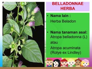 BELLADONNAE
HERBA
• Nama lain :
Herba Beladon
• Nama tanaman asal:
Atropa belladonna (L)
atau
Atropa acuminata
(Rolye ex Lindley)
 