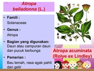 • Famili :
Solanaceae
• Genus :
Atropa
• Bagian yang digunakan:
Daun atau campuran daun
dan pucuk berbunga
• Pemerian :
Bau lemah, rasa agak pahit
dan getir
Atropa
belladonna (L.)
Atropa acuminata
(Rolye ex Lindley)
 