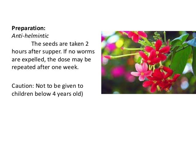caimito leaves decoction as antiseptic mouthwash Pouteria caimito (ruiz & pav) radlk flower decoction and also as vegetable given to treat dysentery and antiseptic, hemostatic fbm011-061 galinsoga. caimito leaves decoction as antiseptic mouthwash Pouteria caimito (ruiz & pav) radlk flower decoction and also as vegetable given to treat dysentery and antiseptic, hemostatic fbm011-061 galinsoga.