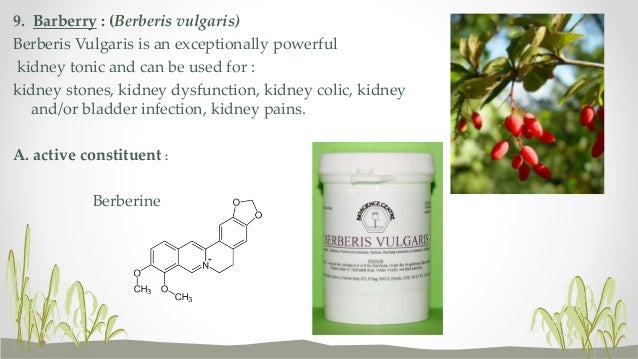 Herbal Treatment For Kidney Stones