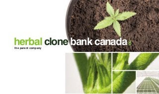 herbal clone bank canada 
inc. 
the parent company 
 