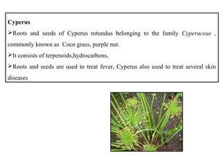 Cyperus
Roots and seeds of Cyperus rotundus belonging to the family Cyperaceae ,
commonly known as Coco grass, purple nut.
It consists of terpenoids,hydrocarbons,
Roots and seeds are used to treat fever, Cyperus also used to treat several skin
diseases
 