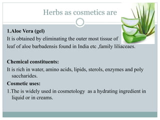 Herbs as cosmetics are
1.Aloe Vera (gel)
It is obtained by eliminating the outer most tissue of
leaf of aloe barbadensis found in India etc ,family liliaceaes.
Chemical constituents:
It is rich in water, amino acids, lipids, sterols, enzymes and poly
saccharides.
Cosmetic uses:
1.The is widely used in cosmetology as a hydrating ingredient in
liquid or in creams.
 