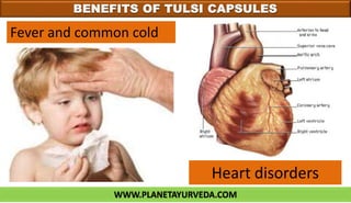 WWW.PLANETAYURVEDA.COM
BENEFITS OF TULSI CAPSULES
Fever and common cold
Heart disorders
 