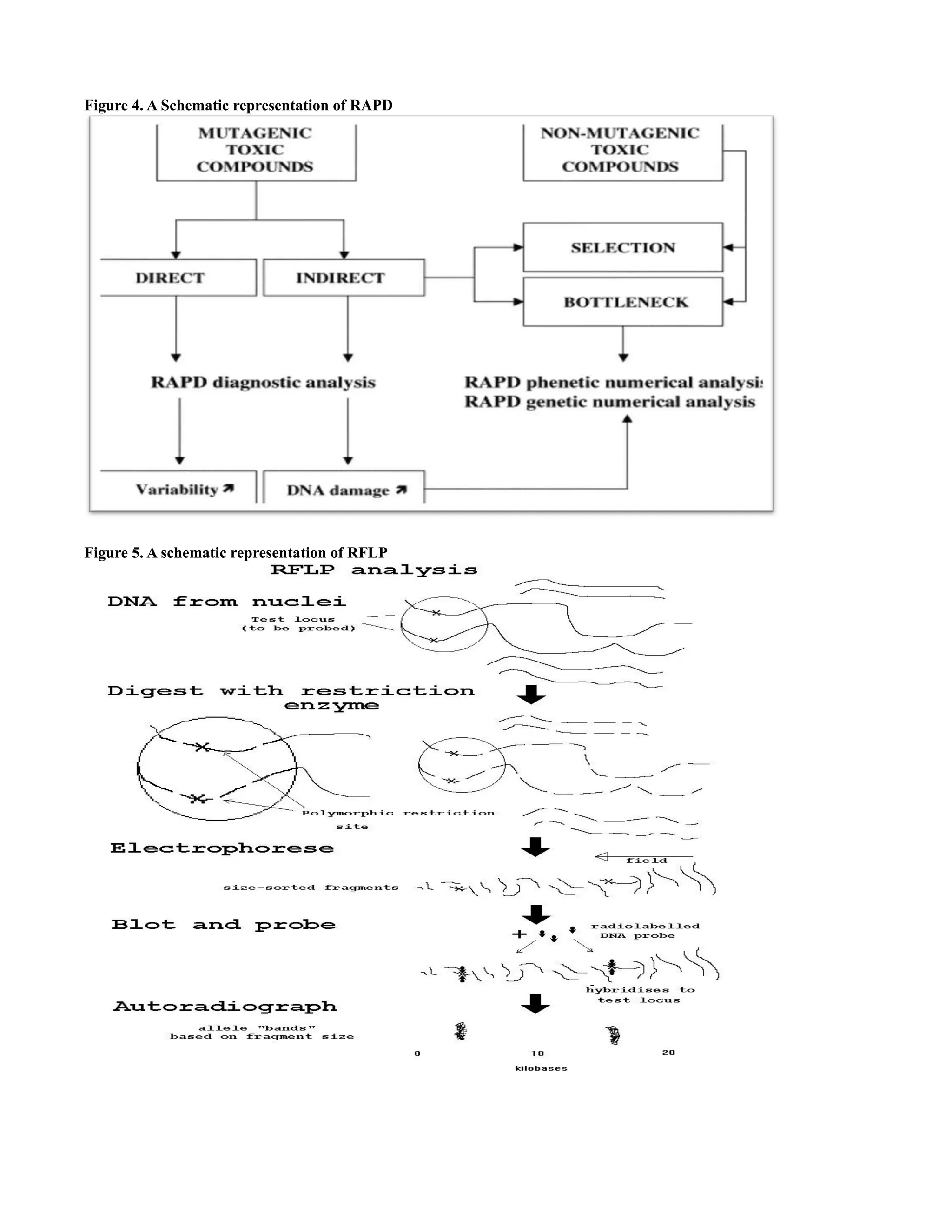 Figure 4. A Schematic representation of RAPD

Figure 5. A schematic representation of RFLP

 
