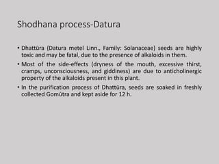 Shodhana process-Datura
• Dhattūra (Datura metel Linn., Family: Solanaceae) seeds are highly
toxic and may be fatal, due to the presence of alkaloids in them.
• Most of the side-effects (dryness of the mouth, excessive thirst,
cramps, unconsciousness, and giddiness) are due to anticholinergic
property of the alkaloids present in this plant.
• In the purification process of Dhattūra, seeds are soaked in freshly
collected Gomūtra and kept aside for 12 h.
 