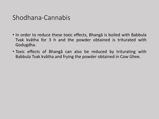 Shodhana-Cannabis
• In order to reduce these toxic effects, Bhangā is boiled with Babbula
Tvak kvātha for 3 h and the powder obtained is triturated with
Godugdha.
• Toxic effects of Bhangā can also be reduced by triturating with
Babbula Tvak kvātha and frying the powder obtained in Cow Ghee.
 
