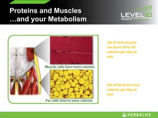 Proteins and Muscles
…and your Metabolism
1lb of lean muscle
can burn 10 to 50
calories per day at
rest
1lb of fat burns zero
calories per day at
rest
 