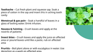 Toothache – Cut fresh plant and squeeze sap. Soak a
piece of cotton in the sap and insert this in aching tooth
cavity
Menstrual & gas pain – Soak a handful of leaves in a
glass of boiling water. Drink infusion.
Nausea & Fainting – Crush leaves and apply at the
nostrils of patients
Insect bites – Crush leaves and apply the juice on affected
area or pound leaves until like a paste, rub on affected
area
Pruritis – Boil plant alone or with eucalyptus in water. Use
decoction as a wash on affected area.
 