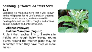 Sambong (Blumea balsamifera
L.)
Sambong is a medicinal herb that is well-known
in the Philippines for its useful traits in treating
kidney stones, wounds, and cuts as well in
healing rheumatism, colds, coughs, and acts as
an anti-diarrhea and anti-spasmodic.
Alibhon (Visayas)
Haliban/Camphor (English)
A plant that reaches 1 ½ to 3 meters in
height with rough hairy leaves. Young
plants around the mother plant may be
separated when they have three or more
leaves.
 
