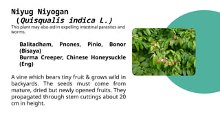 Niyug Niyogan
(Quisqualis indica L.)
This plant may also aid in expelling intestinal parasites and
worms.
Balitadham, Pnones, Pinio, Bonor
(Bisaya)
Burma Creeper, Chinese Honeysuckle
(Eng)
A vine which bears tiny fruit & grows wild in
backyards. The seeds must come from
mature, dried but newly opened fruits. They
propagated through stem cuttings about 20
cm in height.
 