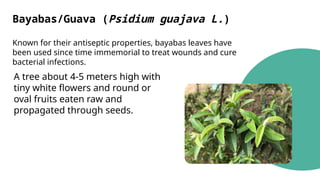 Bayabas/Guava (Psidium guajava L.)
Known for their antiseptic properties, bayabas leaves have
been used since time immemorial to treat wounds and cure
bacterial infections.
A tree about 4-5 meters high with
tiny white flowers and round or
oval fruits eaten raw and
propagated through seeds.
 