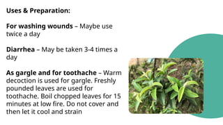 Uses & Preparation:
For washing wounds – Maybe use
twice a day
Diarrhea – May be taken 3-4 times a
day
As gargle and for toothache – Warm
decoction is used for gargle. Freshly
pounded leaves are used for
toothache. Boil chopped leaves for 15
minutes at low fire. Do not cover and
then let it cool and strain
 