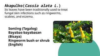Akapulko(Cassia alata L.)
Its leaves have been traditionally used to treat
fungal skin infections such as ringworms,
scabies, and eczema.
Sonting (Tagalog)
Bayabas-bayabasan
(Bisaya)
Ringworm bush or shrub
(English)
 