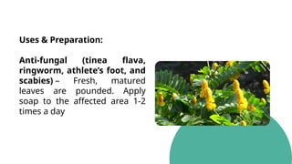 Uses & Preparation:
Anti-fungal (tinea flava,
ringworm, athlete’s foot, and
scabies) – Fresh, matured
leaves are pounded. Apply
soap to the affected area 1-2
times a day
 