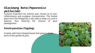 Ulasimang Bato(Peperonica
pellucida)
Conjunct treatment for arthritic pain, thanks to its anti-
inflammatory and analgesic characteristics. This herbal
plant from the Philippines is also able to keep uric acid in
balance, thus lowering the chances of gout
development.
Pansit-pansitan (Tagalog)
A weed, with heart-shaped leaves that grow in shady
parts of the garden & yard.
 