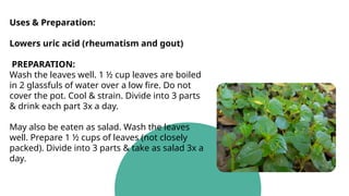 Uses & Preparation:
Lowers uric acid (rheumatism and gout)
PREPARATION:
Wash the leaves well. 1 ½ cup leaves are boiled
in 2 glassfuls of water over a low fire. Do not
cover the pot. Cool & strain. Divide into 3 parts
& drink each part 3x a day.
May also be eaten as salad. Wash the leaves
well. Prepare 1 ½ cups of leaves (not closely
packed). Divide into 3 parts & take as salad 3x a
day.
 