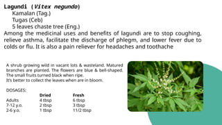 Lagundi (Vitex negundo)
Kamalan (Tag.)
Tugas (Ceb)
5 leaves chaste tree (Eng.)
Among the medicinal uses and benefits of lagundi are to stop coughing,
relieve asthma, facilitate the discharge of phlegm, and lower fever due to
colds or flu. It is also a pain reliever for headaches and toothache
A shrub growing wild in vacant lots & wasteland. Matured
branches are planted. The flowers are blue & bell-shaped.
The small fruits turned black when ripe.
It’s better to collect the leaves when are in bloom.
DOSAGES:
Dried Fresh
Adults 4 tbsp 6 tbsp
7-12 y.o. 2 tbsp 3 tbsp
2-6 y.o. 1 tbsp 11/2 tbsp
 
