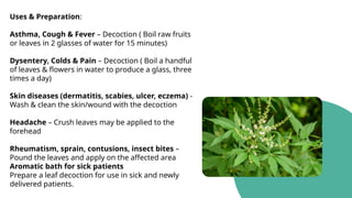Uses & Preparation:
Asthma, Cough & Fever – Decoction ( Boil raw fruits
or leaves in 2 glasses of water for 15 minutes)
Dysentery, Colds & Pain – Decoction ( Boil a handful
of leaves & flowers in water to produce a glass, three
times a day)
Skin diseases (dermatitis, scabies, ulcer, eczema) -
Wash & clean the skin/wound with the decoction
Headache – Crush leaves may be applied to the
forehead
Rheumatism, sprain, contusions, insect bites –
Pound the leaves and apply on the affected area
Aromatic bath for sick patients
Prepare a leaf decoction for use in sick and newly
delivered patients.
 