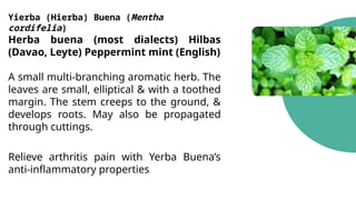 Yierba (Hierba) Buena (Mentha
cordifelia)
Herba buena (most dialects) Hilbas
(Davao, Leyte) Peppermint mint (English)
A small multi-branching aromatic herb. The
leaves are small, elliptical & with a toothed
margin. The stem creeps to the ground, &
develops roots. May also be propagated
through cuttings.
Relieve arthritis pain with Yerba Buena’s
anti-inflammatory properties
 