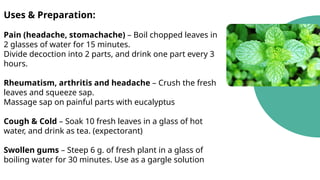 Uses & Preparation:
Pain (headache, stomachache) – Boil chopped leaves in
2 glasses of water for 15 minutes.
Divide decoction into 2 parts, and drink one part every 3
hours.
Rheumatism, arthritis and headache – Crush the fresh
leaves and squeeze sap.
Massage sap on painful parts with eucalyptus
Cough & Cold – Soak 10 fresh leaves in a glass of hot
water, and drink as tea. (expectorant)
Swollen gums – Steep 6 g. of fresh plant in a glass of
boiling water for 30 minutes. Use as a gargle solution
 