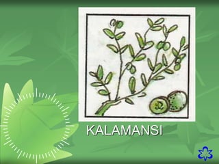 10
KALAMANSI
 