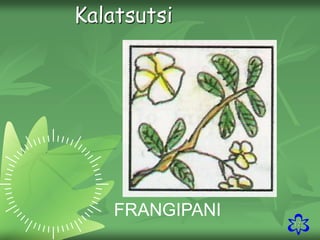 12
FRANGIPANI
Kalatsutsi
 