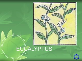 19
EUCALYPTUS
 