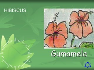 21
HIBISCUS
Gumamela
 