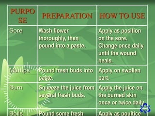 22
PURPO
SE
PREPARATION HOW TO USE
Sore Wash flower
thoroughly, then
pound into a paste.
Apply as position
on the sore.
Change once daily
until the wound
heals.
Mumps Pound fresh buds into
paste.
Apply on swollen
part.
Burn Squeeze the juice from
several fresh buds.
Apply the juice on
the burned skin
once or twice daily.
Boils Pound some fresh Apply as poultice
 