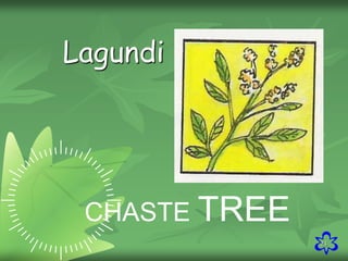 23
Lagundi
CHASTE TREE
 