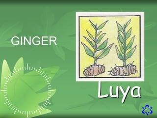 25
GINGER
Luya
 
