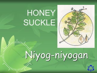 29
HONEY
SUCKLE
Niyog-niyogan
 