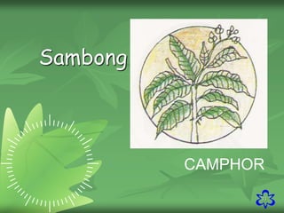 33
CAMPHOR
Sambong
 