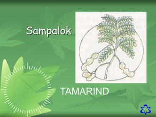 36
Sampalok
TAMARIND
 