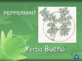 40
PEPPERMINT
Yerba Buena
 