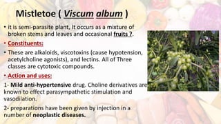 Mistletoe ( Viscum album )
• it is semi-parasite plant, It occurs as a mixture of
broken stems and leaves and occasional fruits ?.
• Constituents:
• These are alkaloids, viscotoxins (cause hypotension,
acetylcholine agonists), and lectins. All of Three
classes are cytotoxic compounds.
• Action and uses:
1- Mild anti-hypertensive drug. Choline derivatives are
known to effect parasympathetic stimulation and
vasodilation.
2- preparations have been given by injection in a
number of neoplastic diseases.
 