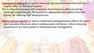Crataegus (hawthorn): as well as reducing high blood pressure this herb has a
trophic effect on the heart muscle.
This is important because left ventricular heart failure is often caused by
prolonged hypertension, The leaves are apparently more potent than the
berries for reducing high blood pressure.
Allium sativum (garlic): as well as confirmed antihypertensive effects this plant
also favorably influences other, cardiovascular risk factors. Allicin-releasing
preparations are most proven in blood pressure management.
 