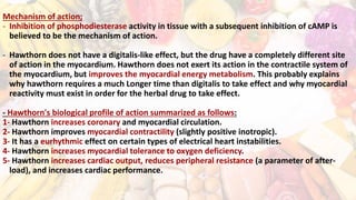 Mechanism of action;
- Inhibition of phosphodiesterase activity in tissue with a subsequent inhibition of cAMP is
believed to be the mechanism of action.
- Hawthorn does not have a digitalis-like effect, but the drug have a completely different site
of action in the myocardium. Hawthorn does not exert its action in the contractile system of
the myocardium, but improves the myocardial energy metabolism. This probably explains
why hawthorn requires a much Longer time than digitalis to take effect and why myocardial
reactivity must exist in order for the herbal drug to take effect.
- Hawthorn's biological profile of action summarized as follows:
1- Hawthorn increases coronary and myocardial circulation.
2- Hawthorn improves myocardial contractility (slightly positive inotropic).
3- It has a eurhythmic effect on certain types of electrical heart instabilities.
4- Hawthorn increases myocardial tolerance to oxygen deficiency.
5- Hawthorn increases cardiac output, reduces peripheral resistance (a parameter of after-
load), and increases cardiac performance.
 