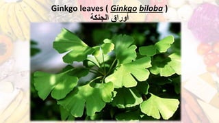 Ginkgo leaves ( Ginkgo biloba )
‫الجنكة‬ ‫أوراق‬
 