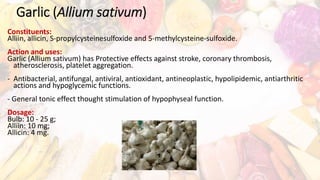 Garlic (Allium sativum)
Constituents:
Alliin, allicin, S-propylcysteinesulfoxide and 5-methylcysteine-sulfoxide.
Action and uses:
Garlic (Allium sativum) has Protective effects against stroke, coronary thrombosis,
atherosclerosis, platelet aggregation.
- Antibacterial, antifungal, antiviral, antioxidant, antineoplastic, hypolipidemic, antiarthritic
actions and hypoglycemic functions.
- General tonic effect thought stimulation of hypophyseal function.
Dosage:
Bulb: 10 - 25 g;
Alliin: 10 mg;
Allicin: 4 mg.
 