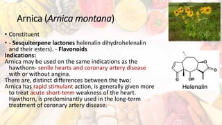 Arnica (Arnica montana)
• Constituent
• - Sesquiterpene lactones helenalin dihydrohelenalin
and their esters). - Flavonoids
Indications:
Arnica may be used on the same indications as the
hawthorn- senile hearts and coronary artery disease
with or without angina.
There are, distinct differences between the two;
Arnica has rapid stimulant action, is generally given more
to treat acute short-term weakness of the heart.
Hawthorn, is predominantly used in the long-term
treatment of coronary artery disease.
 