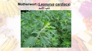 Motherwort (Leonurus cardiaca)
‫األسد‬ ‫ذنب‬
 