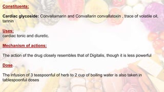 Constituents:
Cardiac glycoside: Convallamarin and Convallarin convallatoxin , trace of volatile oil,
tannin
Uses:
cardiac tonic and diuretic.
Mechanism of actions:
The action of the drug closely resembles that of Digitalis, though it is less powerful
Dose
The infusion of 3 teaspoonful of herb to 2 cup of boiling water is also taken in
tablespoonful doses
 