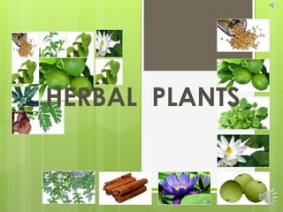 HERBAL PLANTS
 