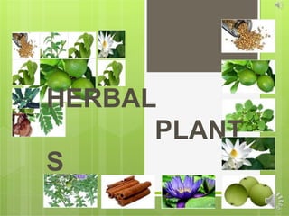 HERBAL
PLANT
S
 